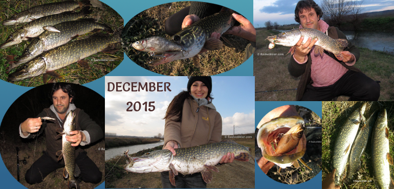 Fishing Results from December 2015 with the Custom Lures Realwobbler