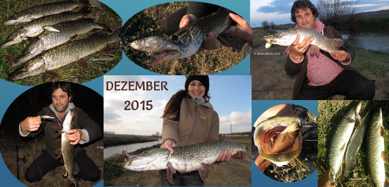 Fische gefangen im Dezember 2015 mit Realwobbler Angelköder