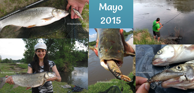 Peces capturados en Mayo 2015 con los señuelos Realwobbler