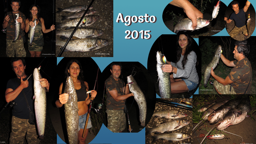 Resultados de nuestra pesca en Agosto de 2015 con los señuelos Realwobbler