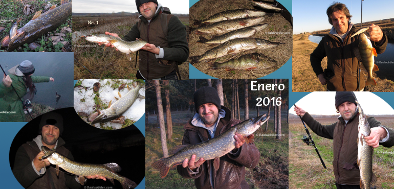 Capturas en enero con los señuelos artesanos Realwobbler