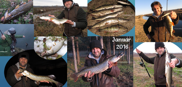 Fische gefangen im Januar 2016 mit handgemachten Fischhaut-Wobbler Realwobbler