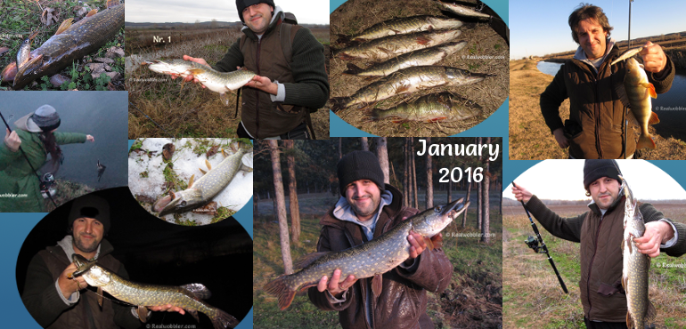 Catches in January 2016 with Realwobbler Custom Lures