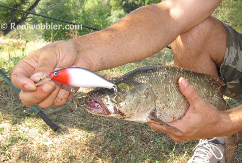 Aspio al señuelo Realwobbler Red Head