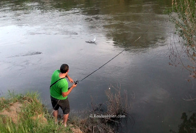 Fish attacking the lure