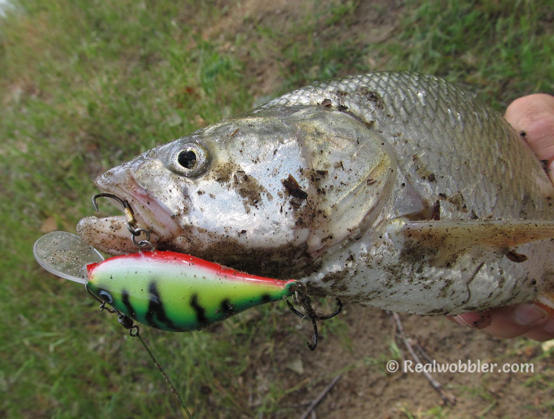 Asp on a Realwobbler Retro Crankbait 