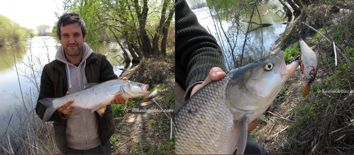 Asp caught on Realwobbler custom fish skin lure