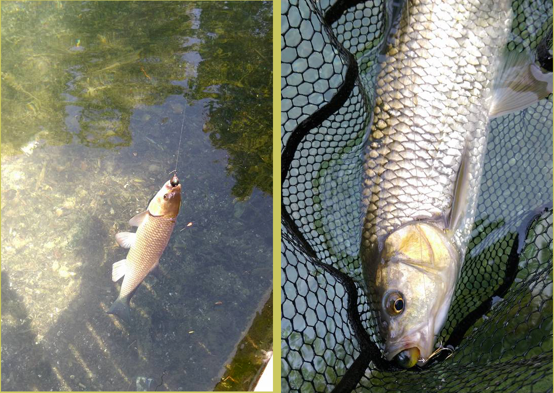 Chub caught on Realwobbler Belly Lure Spider.