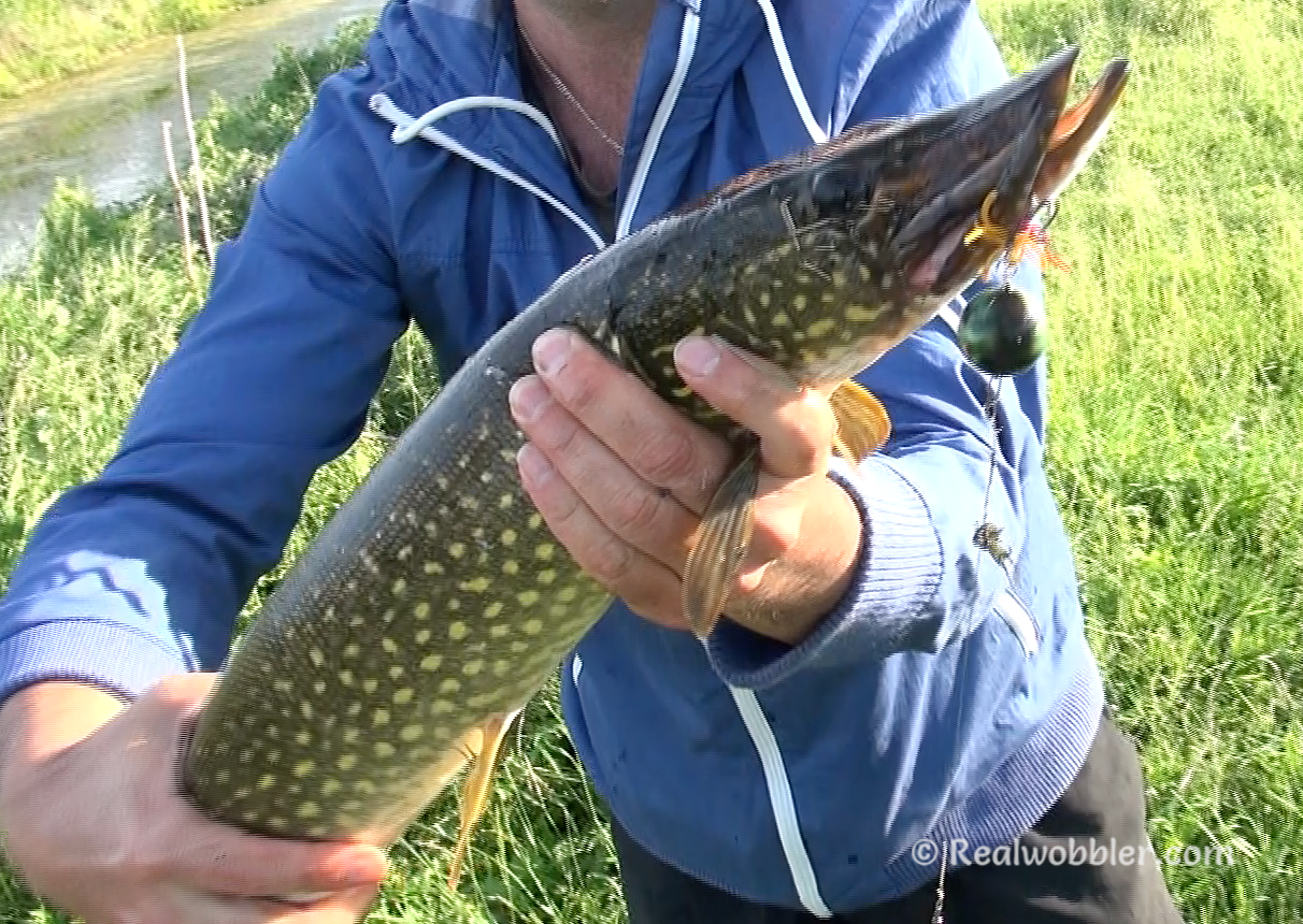 Pike on topwater Belly lure Frog