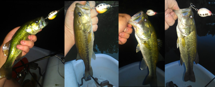 Rock Bass on Belly lures