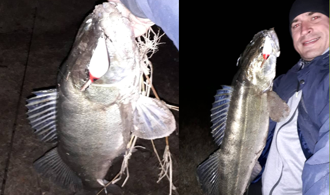 Big Walleye/ Pikeperch caught on a Realwobbler Retro Red Head Crankbait