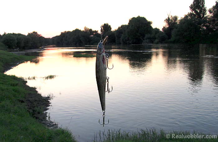 Pescando al atardecer con un señuelo Realwobbler