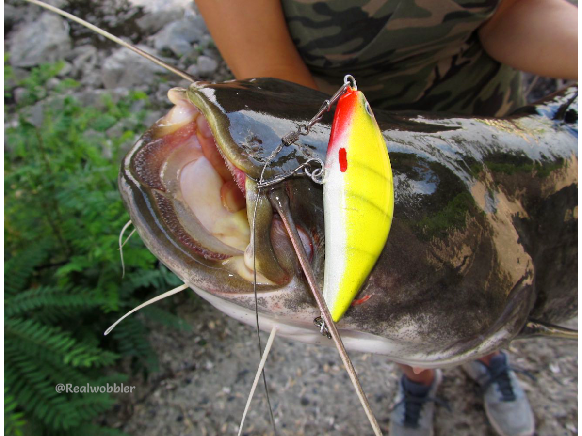 Best Custom Jerkbaits for Catfish Fishing