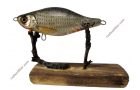 Jerkbait M with Common Rudd Fish Skin