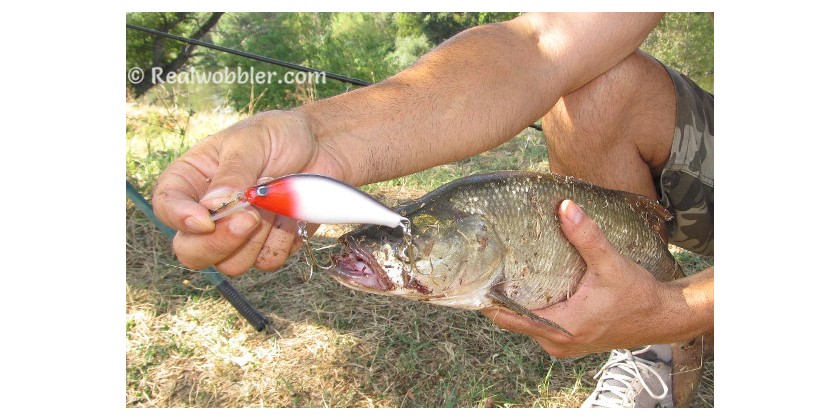 How to Catch Asp Fish? Fishing Tips and Tricks: Best Time, Place and Lure to Catch Asps