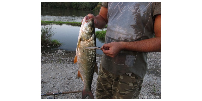 ¿Cómo pescar peces depredadores con señuelos? 5 consejos para maximizar los resultados de tu pesca