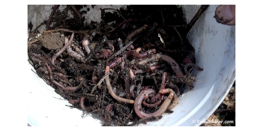 Where to Find Worms for Fishing? 